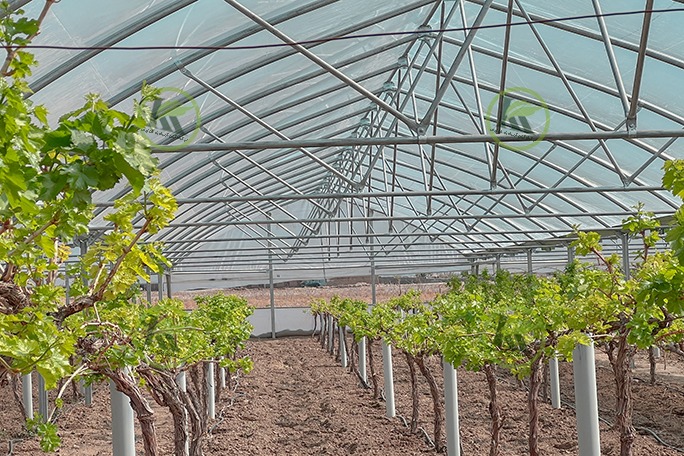 گلخانه گاتیک اسپانیا انگور ترکمن