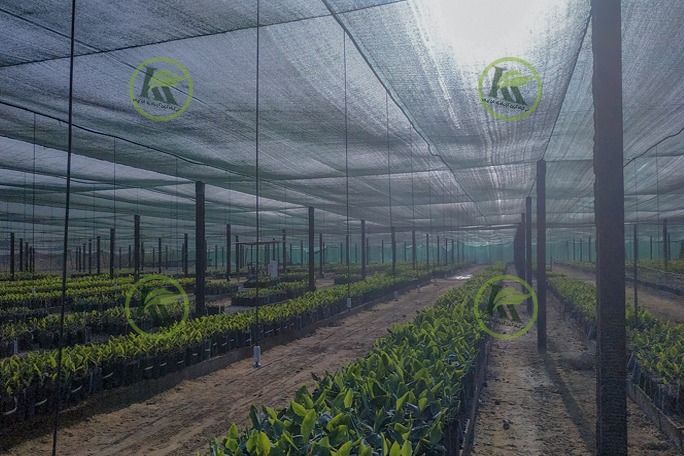 گلخانه نتهاوس باغ موز در چابهار | پروژه اجرایی کیان کشت