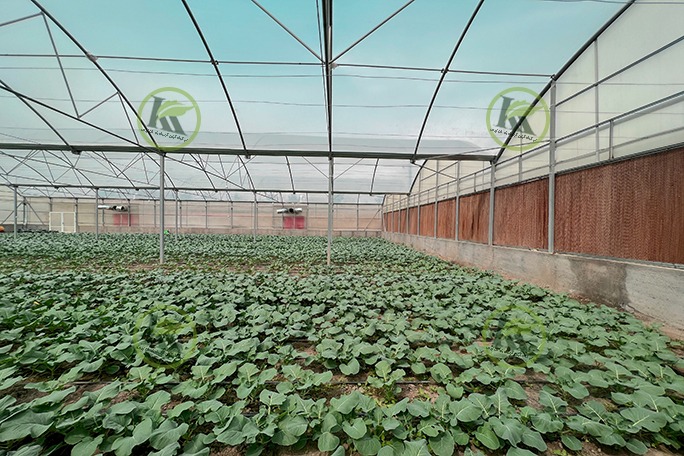 گلخانه سیرکولار اسپانیا در شاندیز | پروژه اجرایی کیان کشت