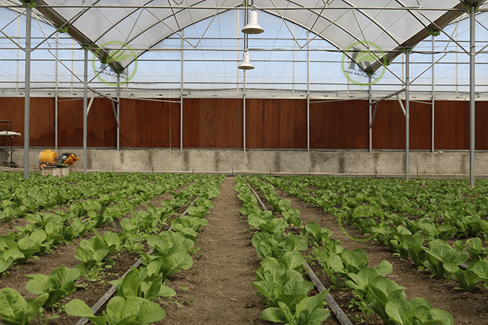 گلخانه گاتیک اسپانیا در مشهد | پروژه اجرایی کیان کشت