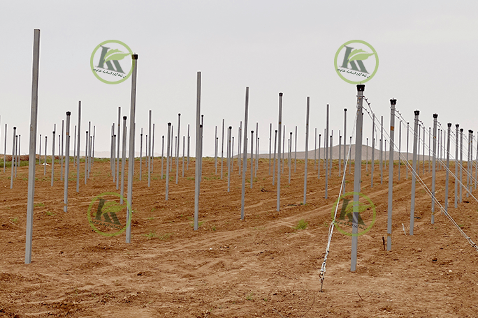 گلخانه نتهاوس در نیشابور | پروژه اجرایی کیان کشت