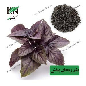 بذر ریحان بنفش، فروشگاه کشتینو