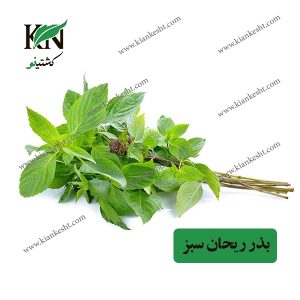 بذر ریحان سبز، فروشگاه کشتینو