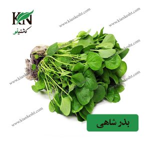 بذر شاهی، فروشگاه کشتینو