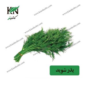 بذر شوید، فروشگاه کشتینو