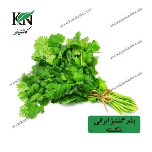 بذر گشنیز ایرانی شکسته، فروشگاه کشتینو