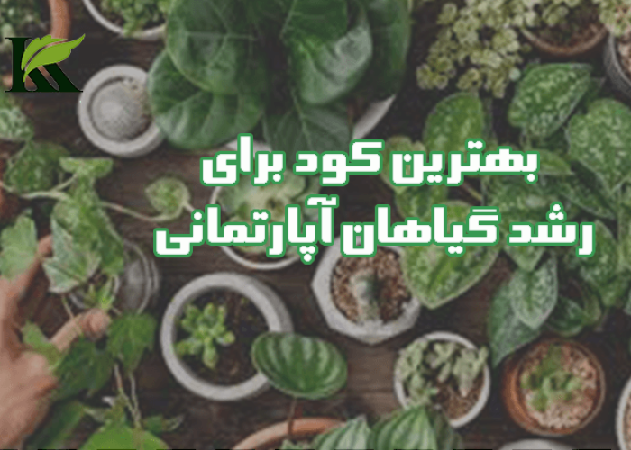 بهترین کود برای رشد گیاهان آپارتمانی